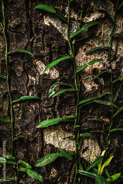 Fototapeta Vibrant green vine with leaves climbing a textured tree bark. A close-up shot showing natural growth and organic beauty in a forest.