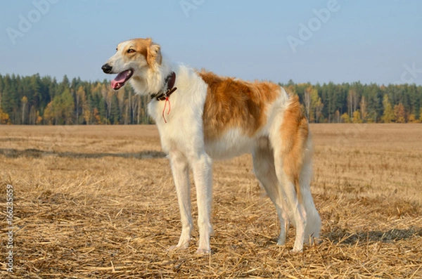 Obraz Hunting dog