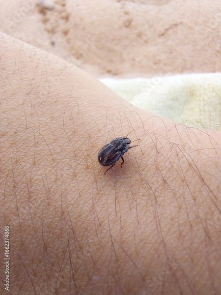 Obraz beetle on the palm