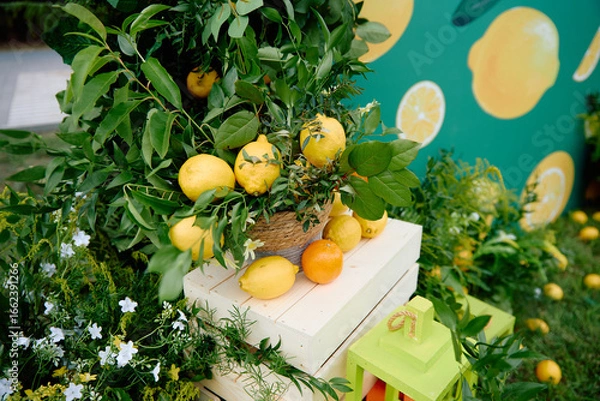Fototapeta Fresh lemons arranged with greenery and citrus backdrop