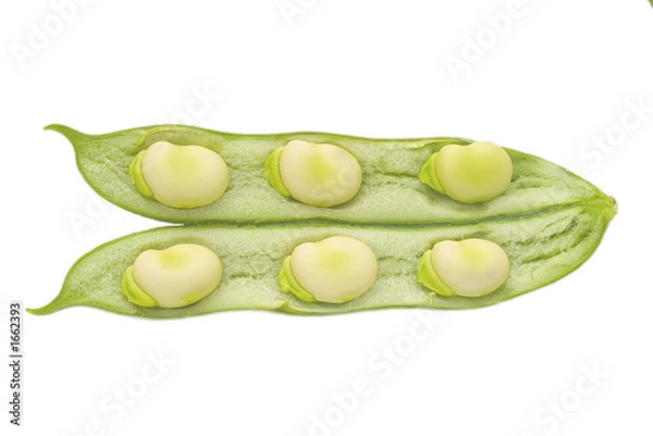 Obraz six broad beans in a pod