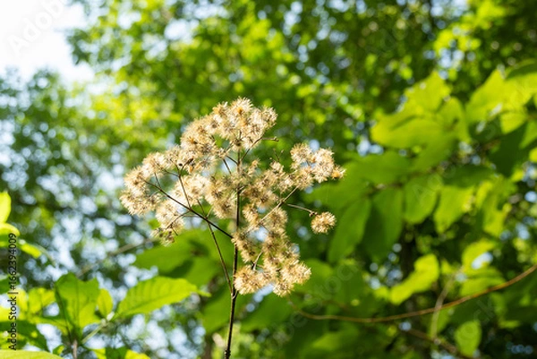 Obraz Cuautitlán de García Barragán