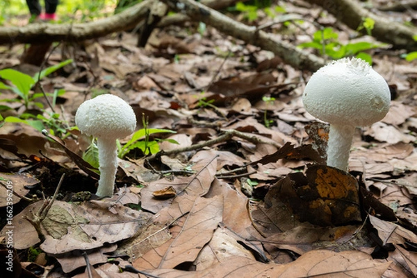 Obraz Cuautitlán de García Barragán