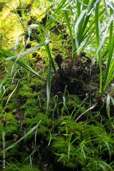 Obraz Cuautitlán de García Barragán
