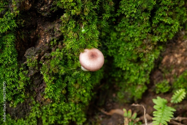 Obraz Cuautitlán de García Barragán