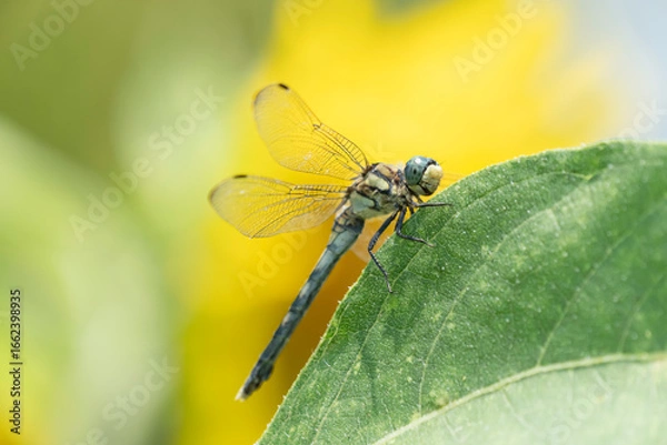 Fototapeta ひまわりの葉にとまるトンボ