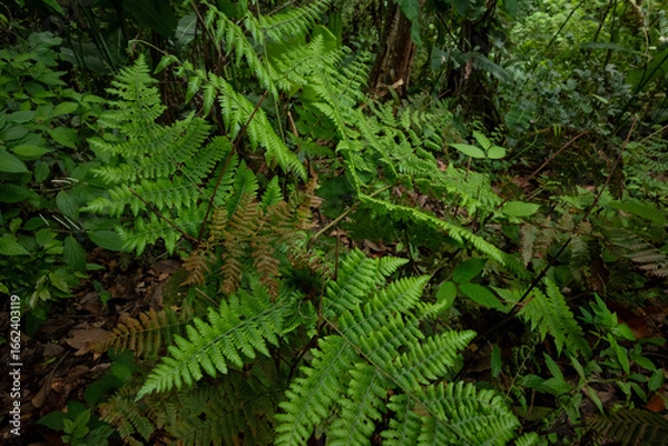 Obraz Cuautitlán de García Barragán