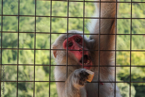 Obraz monkey behind a cage in japan