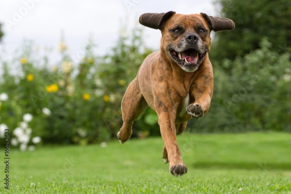 Fototapeta Beautiful Beagle cross with Staffordshire Bull Terrier dog running on lawn