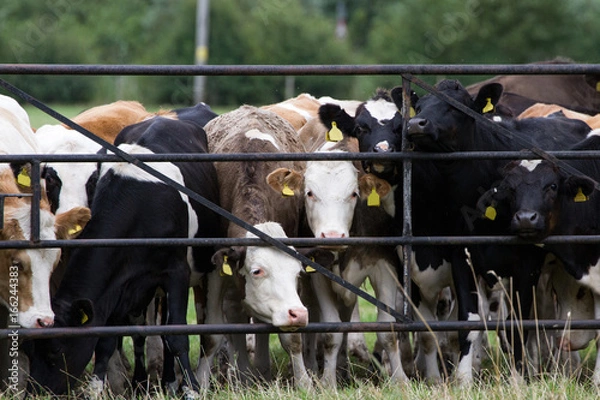 Fototapeta A herd of cows pressed up against gate