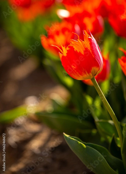 Obraz Red tulips in a garden