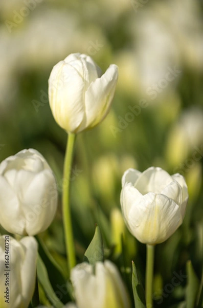 Obraz white tulip in a garden