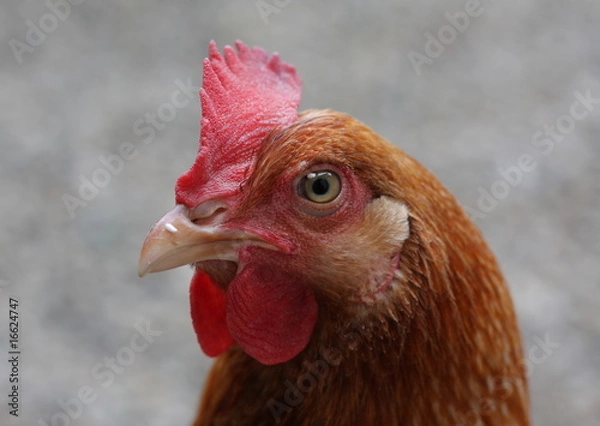 Fototapeta Chicken