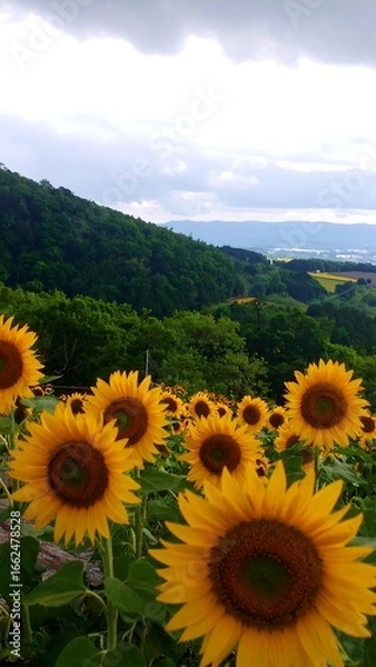 Fototapeta Sunflowers in a field, sloping hills, and overcast sky