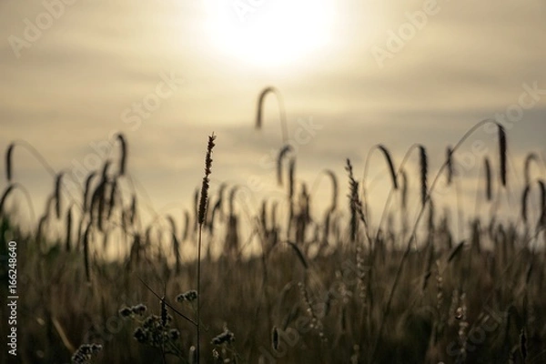 Obraz Getreide im Gegenlicht