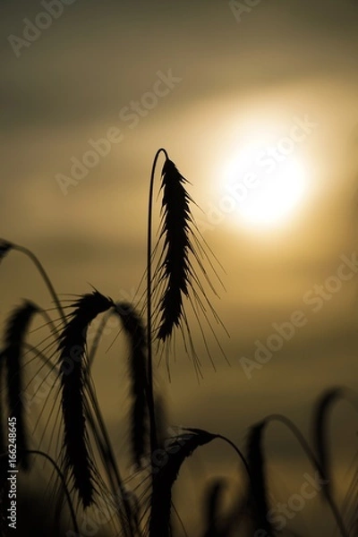 Obraz Weizen im Gegenlicht