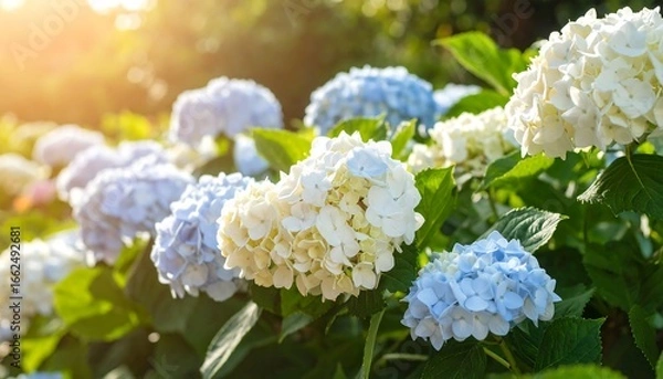 Obraz Vibrant hydrangea blooms in sunlight