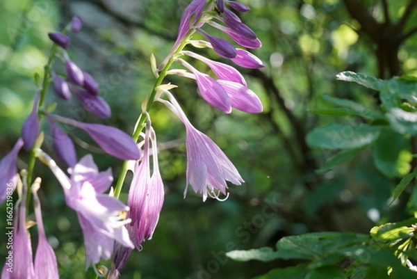 Fototapeta ギボウシの花