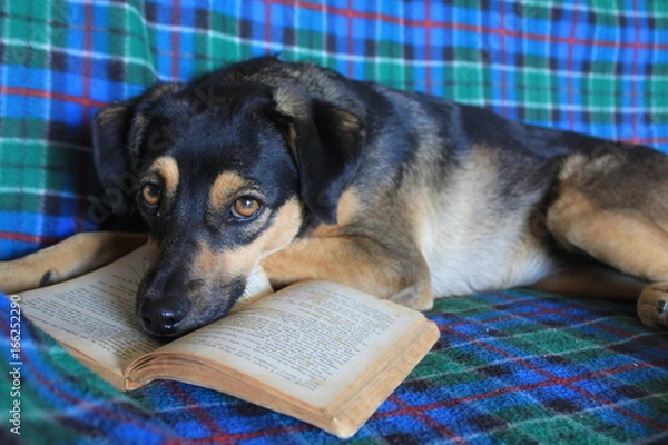 Obraz Cute dog reading a book
