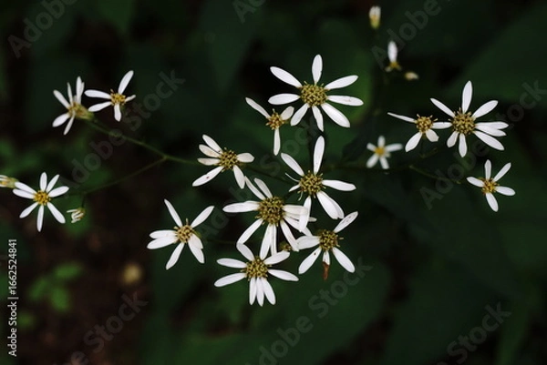 Fototapeta 初秋の林の中で咲く野菊の花