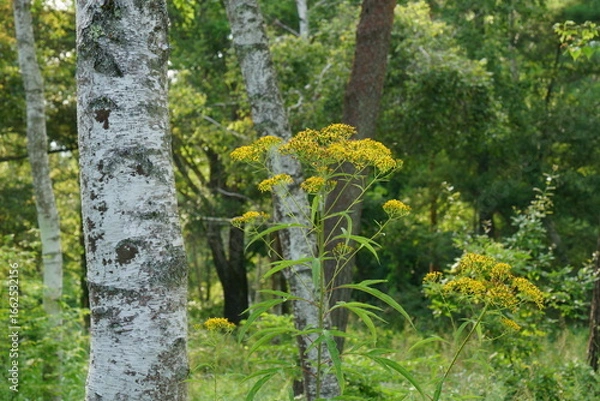 Fototapeta 夏の林の中に咲くハンゴンソウの黄色の花