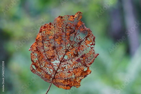 Fototapeta 虫食いの木の落ち葉
