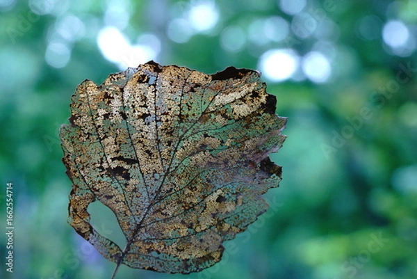 Fototapeta 虫食いの木の落ち葉