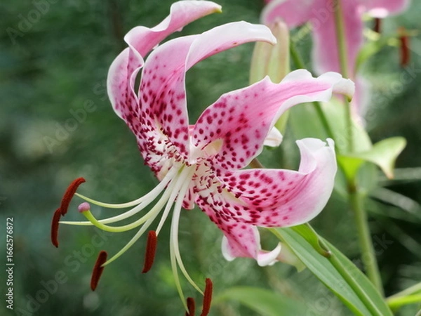 Obraz カノコユリ