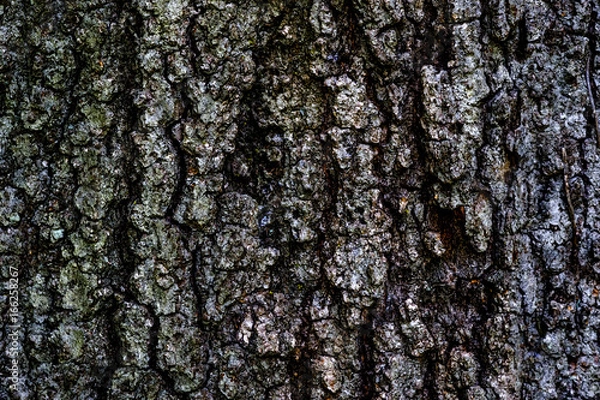 Fototapeta Tree Bark Texture