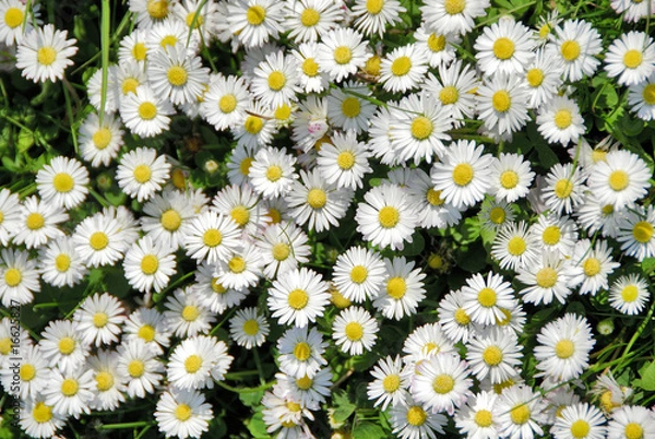 Obraz gänseblümchen