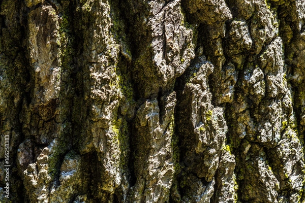 Fototapeta Tree Bark Texture