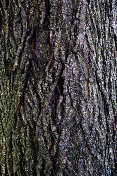 Fototapeta Tree Bark Texture