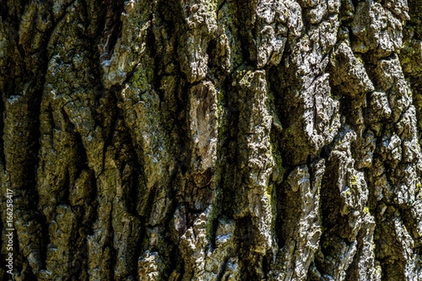 Fototapeta Tree Bark Texture