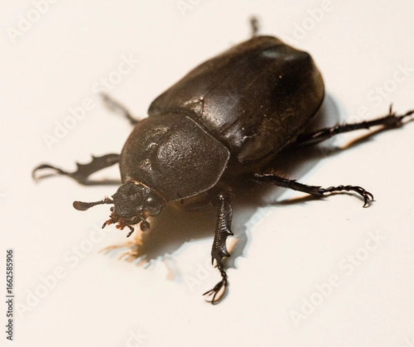 Obraz カブトムシの雌