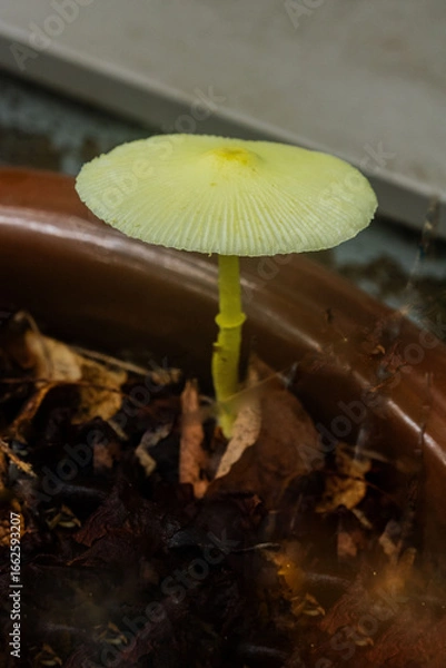 Obraz コガネキヌカラカサタケ