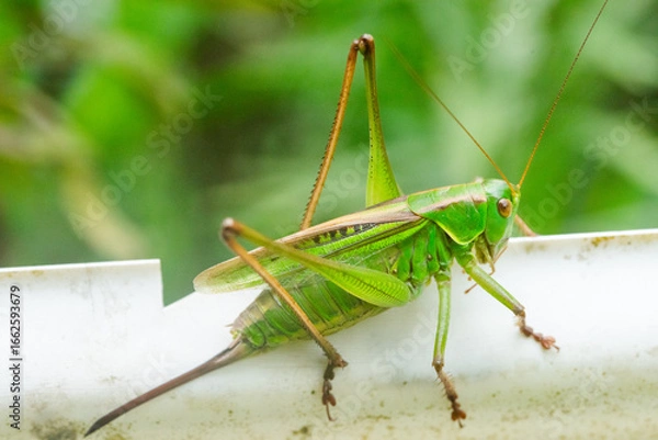 Obraz キリギリスのメス