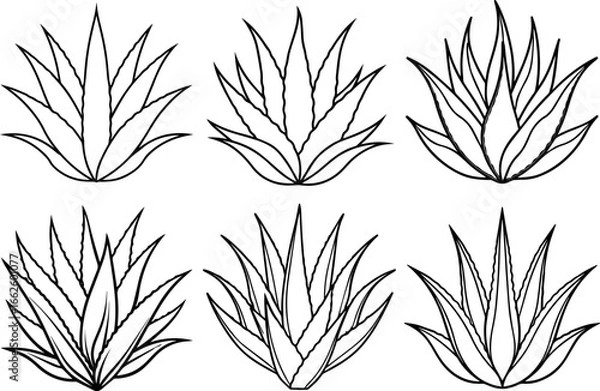 Obraz Set of aloe vera outline vector illustration line art