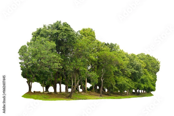 Fototapeta group green tree isolate on white background. Cutout tree line. Row of green trees and shrubs in summer isolated on white background. ForestScene. High quality clipping mask. Forest and green foliage.