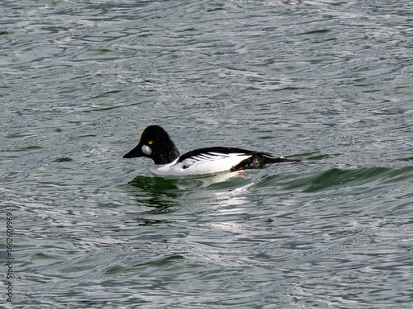 Fototapeta ホオジロガモ