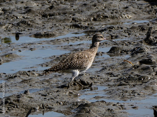 Obraz チュウシャクシギ