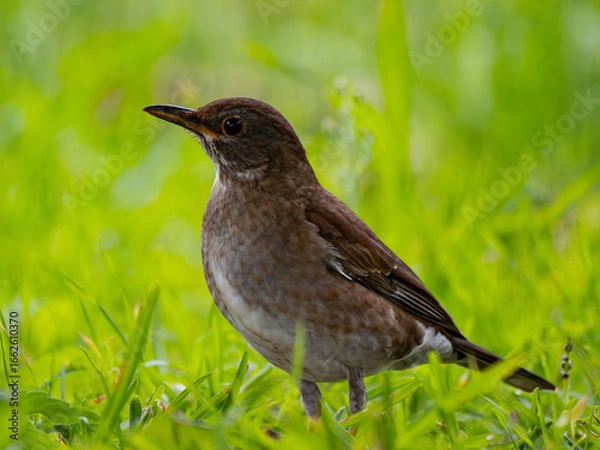 Fototapeta シロハラ