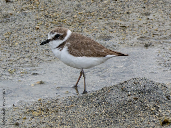 Fototapeta シロチドリ