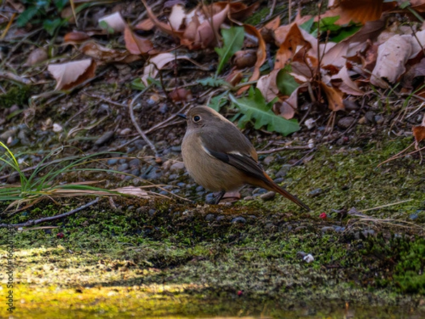 Obraz ジョウビタキ　メス