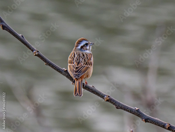 Fototapeta ホオジロ