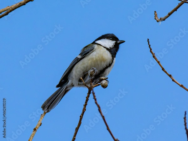 Obraz シジュウカラ