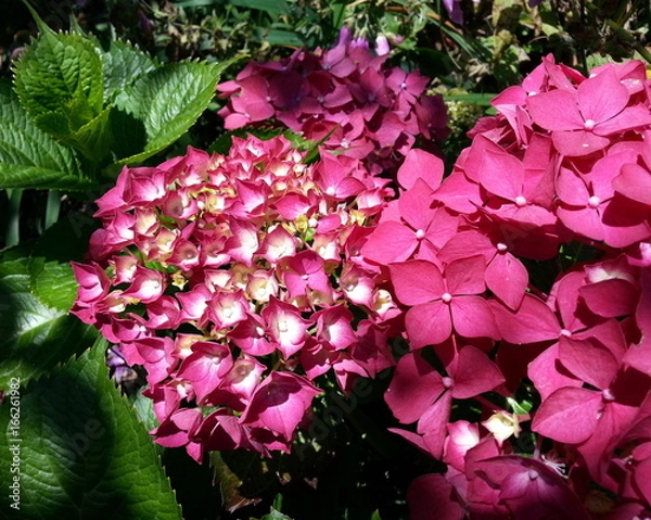Fototapeta Red Hydrangeas