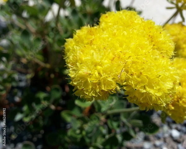 Fototapeta Sulfur Flowered Buckwheat