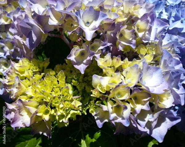 Fototapeta Blue and Purple Hydrangea