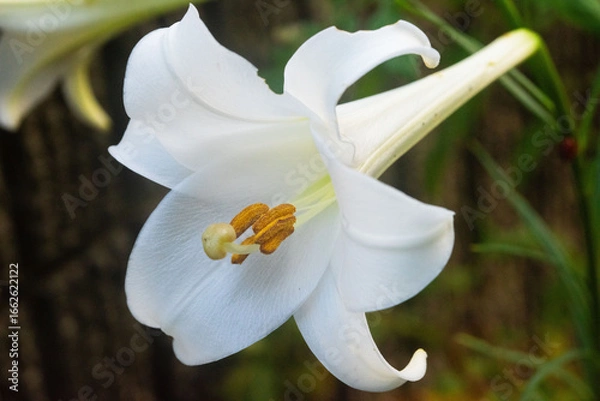 Obraz 白い百合の花