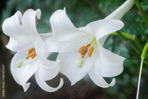 Obraz 白いユリの花